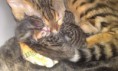 /album/the-long-awaited-litter-a-/evening-sunbeam-bengal-cat-bengal-katzen-amina-bengalska-macka-kocka-1-week-old-litter-a-3-jpg/